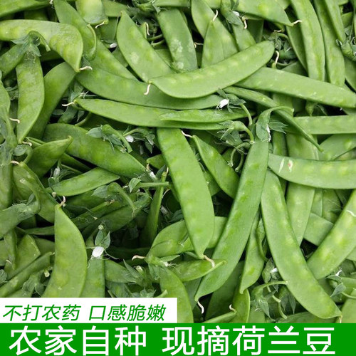 新鲜嫩荷兰豆雪豌豆荷仁豆