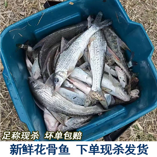 鲜活足称现杀花骨鱼淡水鱼新鲜青竹鱼鲜嫩花菇鱼激浪鱼马鲫鸡骨鱼