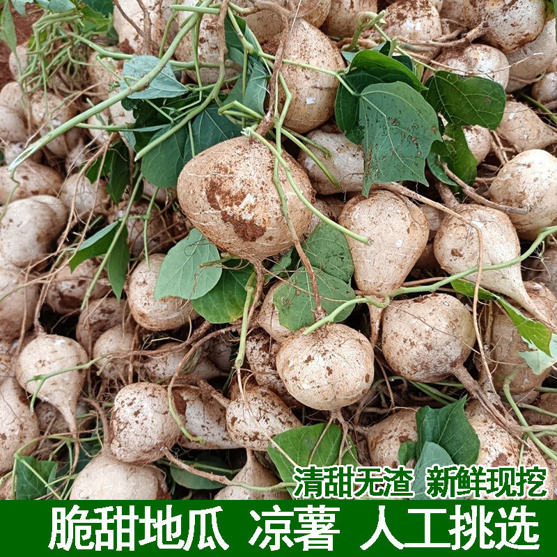 新鲜现挖脆甜地瓜凉薯肉白脆嫩多汁地瓜新鲜当季香甜土瓜即食水果