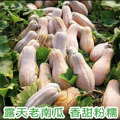 农村自种新鲜香粉糯老南瓜