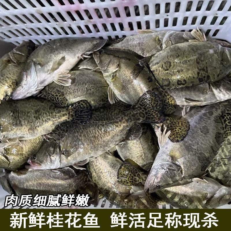 淡水季花鱼桂鱼鲜活现杀新鲜鳜鱼鳌花鱼淡水鱼桂花鱼新鲜水产足称