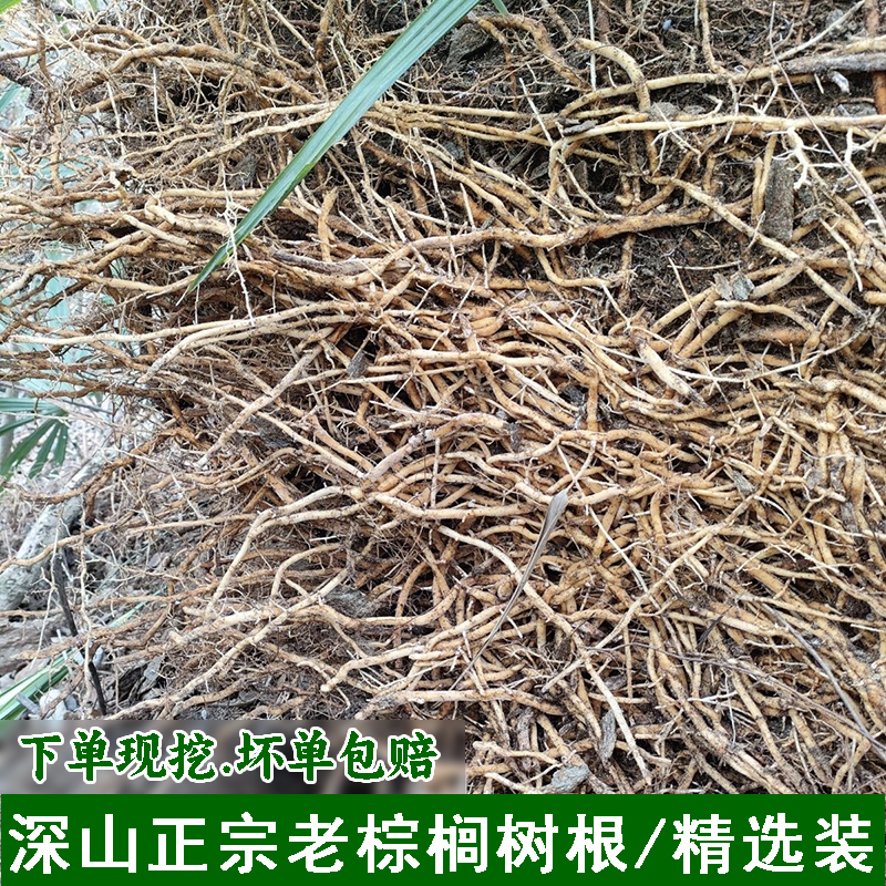 深山棕榈树老根新鲜棕树根棕榈树根精选棕榈根棕榈根须  新鲜棕根