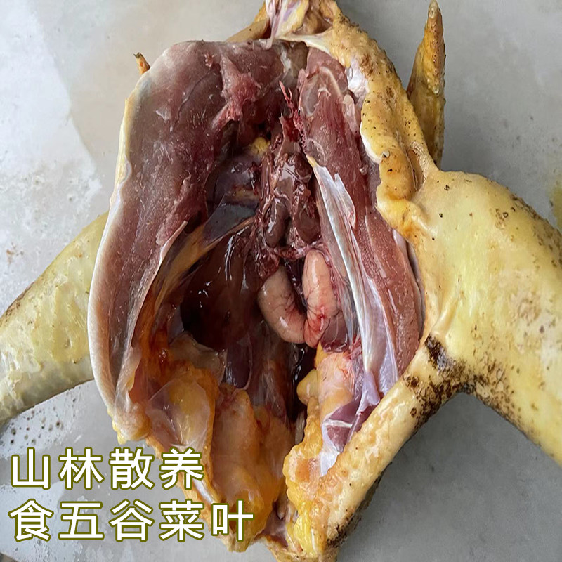 农村自养土鸡农家散养大公鸡鸡肉