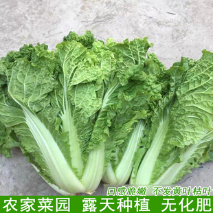 新鲜毛白菜本地现摘蔬菜湖北农家露天种植散叶大白菜比较嫩的青菜