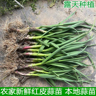 露天种植红皮青梗蒜苗现挖新鲜青蒜苗红根蒜苗本地蒜苗新鲜蔬菜