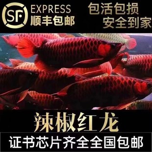 速发印尼红龙鱼鱼活大湖超血辣椒练手红鱼金龙龙幼苗热带淡水观赏