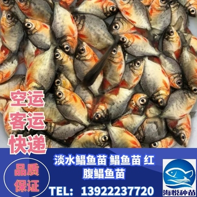 速发鲳品苗水白新鱼淡 红鲳鱼苗鲳鱼苗活苗