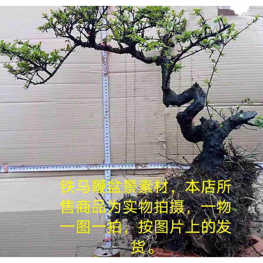 铁马鞭树桩盆景 黑刺盆景 老鹰刺 小叶铁马鞭 四季常青盆景老桩