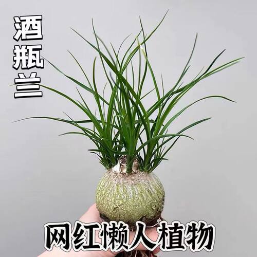 酒瓶兰多头盆栽绿植网红款懒人花卉室内外好养多年生精品桌面书房