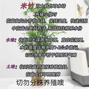 水培米竹盆栽造景小型竹子苗凤尾竹室内绿植观赏竹子庭院盆景植物