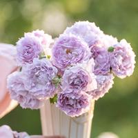 天狼月季露凝香庭院開張直立型藍(lán)紫色自育玫瑰花卉盆栽苗新手推薦