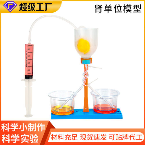 加工定制科学实验diy肾单位模型科技小制儿童手工作材料源头厂家