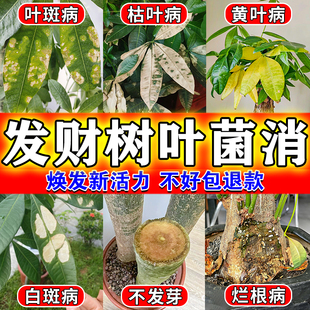 发财树叶斑病专用肥改善黄叶枯叶烂根专用药料白斑烂根真菌营养液