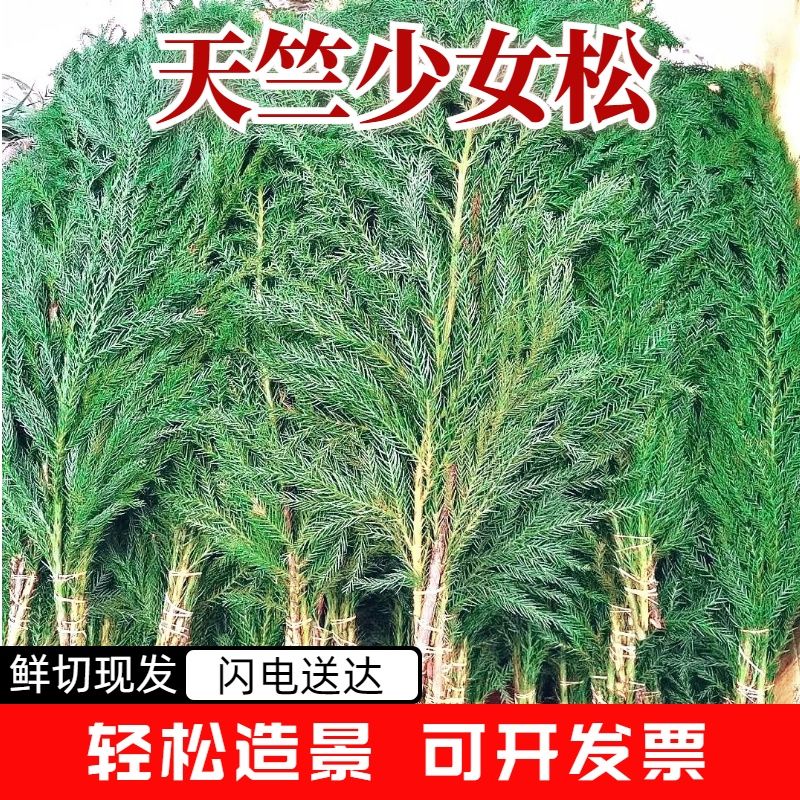 天竺少女松diy歪脖子圣诞树枝条