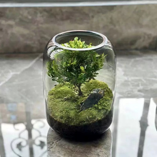 饰水养鲜花摆件 家用简约玻璃透明圆形花瓶生态瓶水培植物鱼缸装