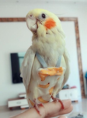 Parrot diapers parrot clothes cute diapers diapers poop pock