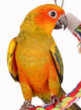 Toy decorations gnawing toys birds spinning swings colorful