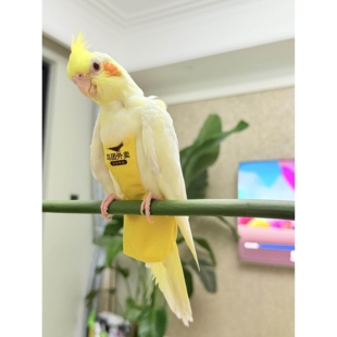 鹦鹉屎兜牡丹玄凤虎皮小太阳纸尿裤 透气可清洗鸟用尿不湿飞行衣服