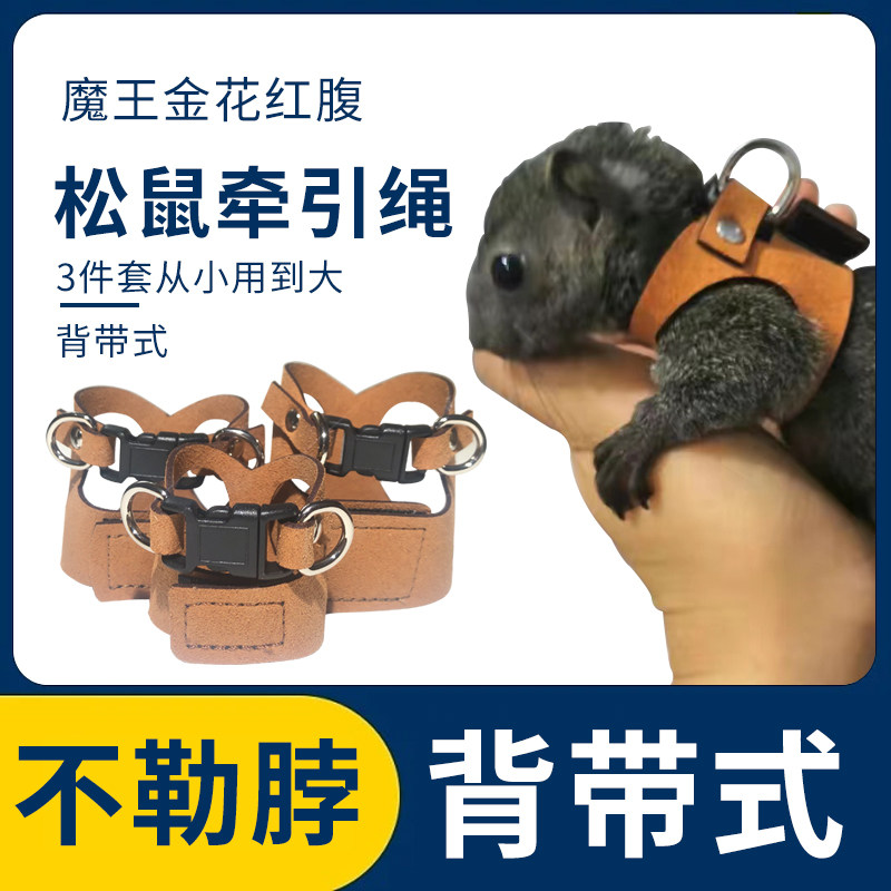 松鼠牵引绳背带式外出花枝脖圈可调节防挣脱专用安格鲁貂宠物用品