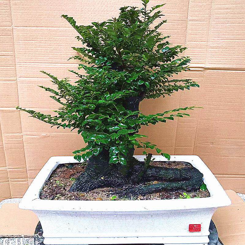 名贵小叶紫檀盆栽黑骨茶黑檀木盆景树桩室内桌面花卉绿植四季常青