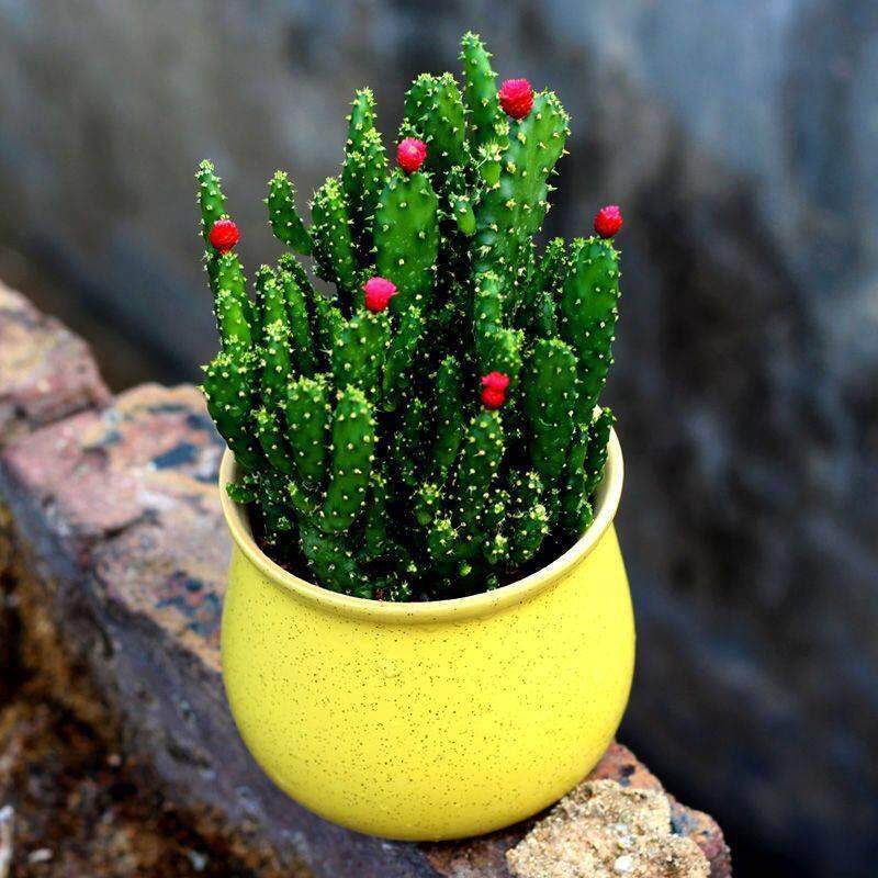 带盆栽好】聚财手仙人掌多肉植物绿植花卉盆栽组合好养办公室盆栽