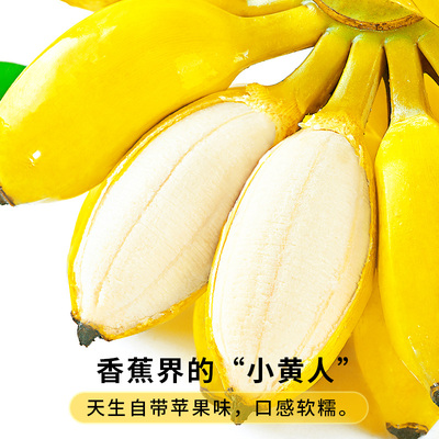 苹果蕉当季新鲜水果现摘10斤整箱