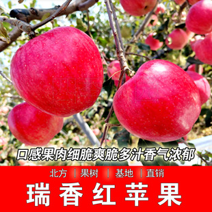 瑞香红苹果树苗南北方种植嫁接晚熟瑞香红苹果树盆栽地栽当年结果