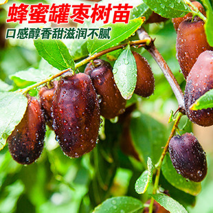蜂蜜罐枣苗大甜枣树苗细脆味甜嫁接枣子树苗南方北方种植耐寒甜枣