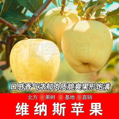 嫁接维纳斯黄金苹果树苗特大晚熟脆甜奶油苹果苗北方庭院盆栽地栽