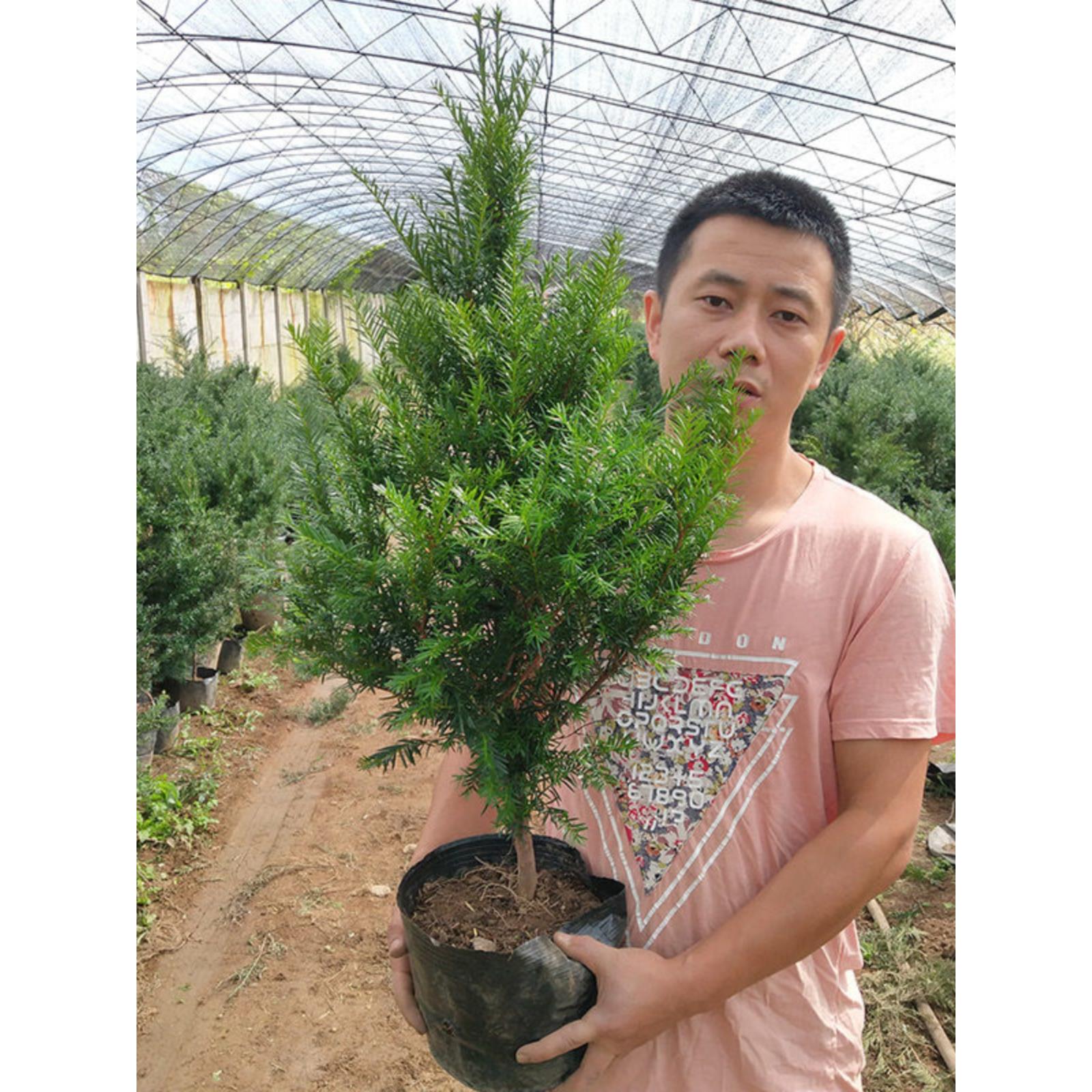 耐寒正宗东北红豆杉树苗大树绿植花卉盆栽盆景植物室内好养红豆彬