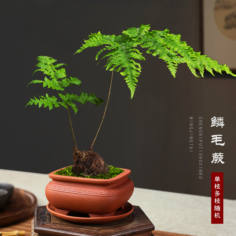 鳞毛蕨观音莲座蕨绿植桌面小盆景四季常绿盆栽室内茶桌创意小盆景