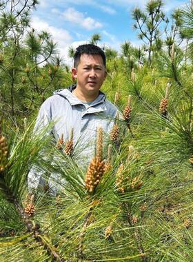 云南然天原生苦松花粉头XJH道新粉不无添加能吃态外用200g包邮