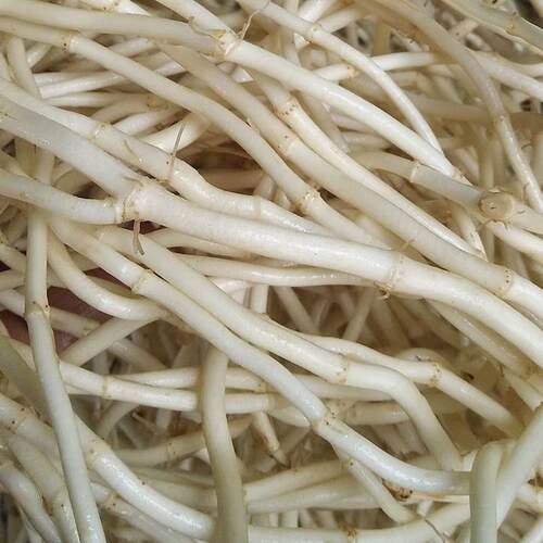 新鲜根鱼腥草EKN折耳根折儿根 节节根现鲜嫩挖生侧耳根拌菜凉5斤