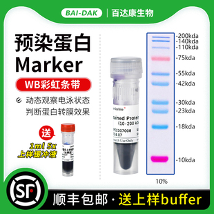 WB预染蛋白Marker PAGE电泳蛋白分子量标准250ul 彩虹条带Marker