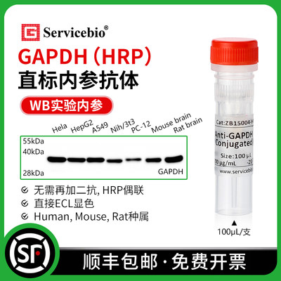 赛维尔 GAPDH 直标内参抗体 Anti-GAPDH antibody HRP偶联 WB无需二抗 直接ECL显色