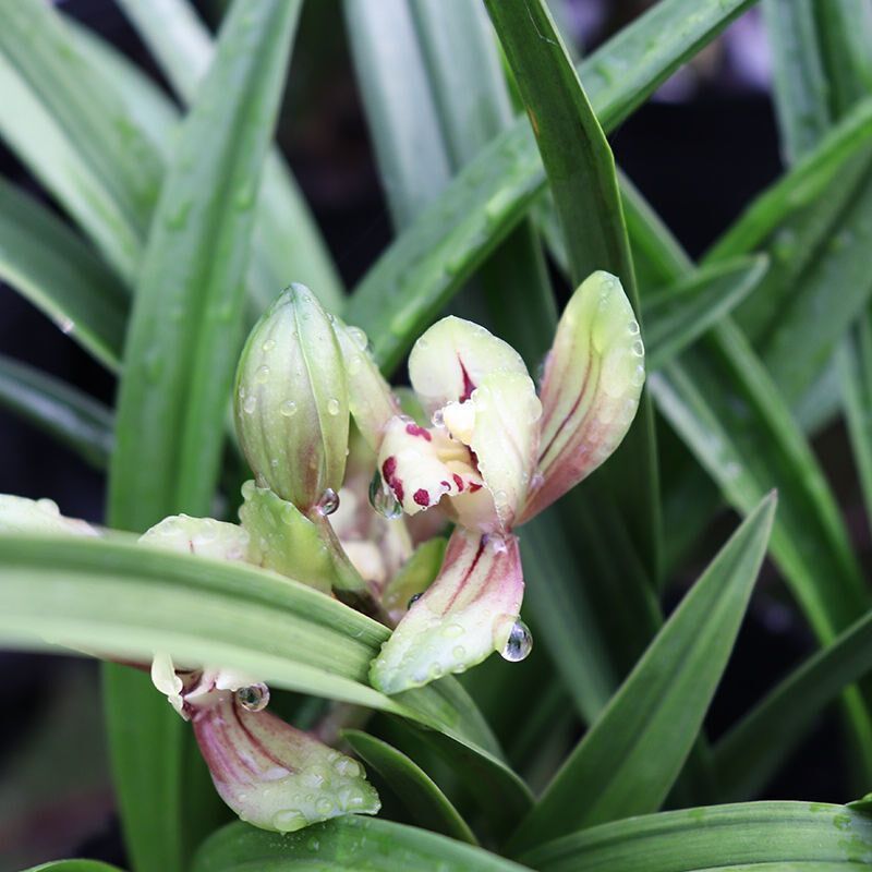 忆香荷兰花建兰铭品p忆香荷浓香兰花苗盆栽客厅室内绿植名贵兰