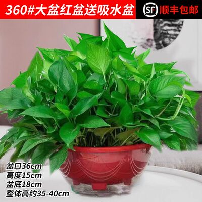 顺丰包邮一整箱绿箩吸除甲醛净化空气水培室内植物绿植花卉