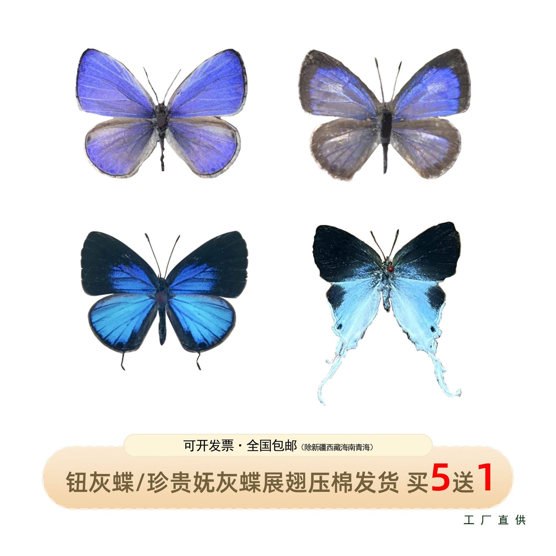 雅灰蝶钮灰蝶珍贵妩灰蝶长尾珍灰蝶真蝴蝶标本创意压棉发货已展翅