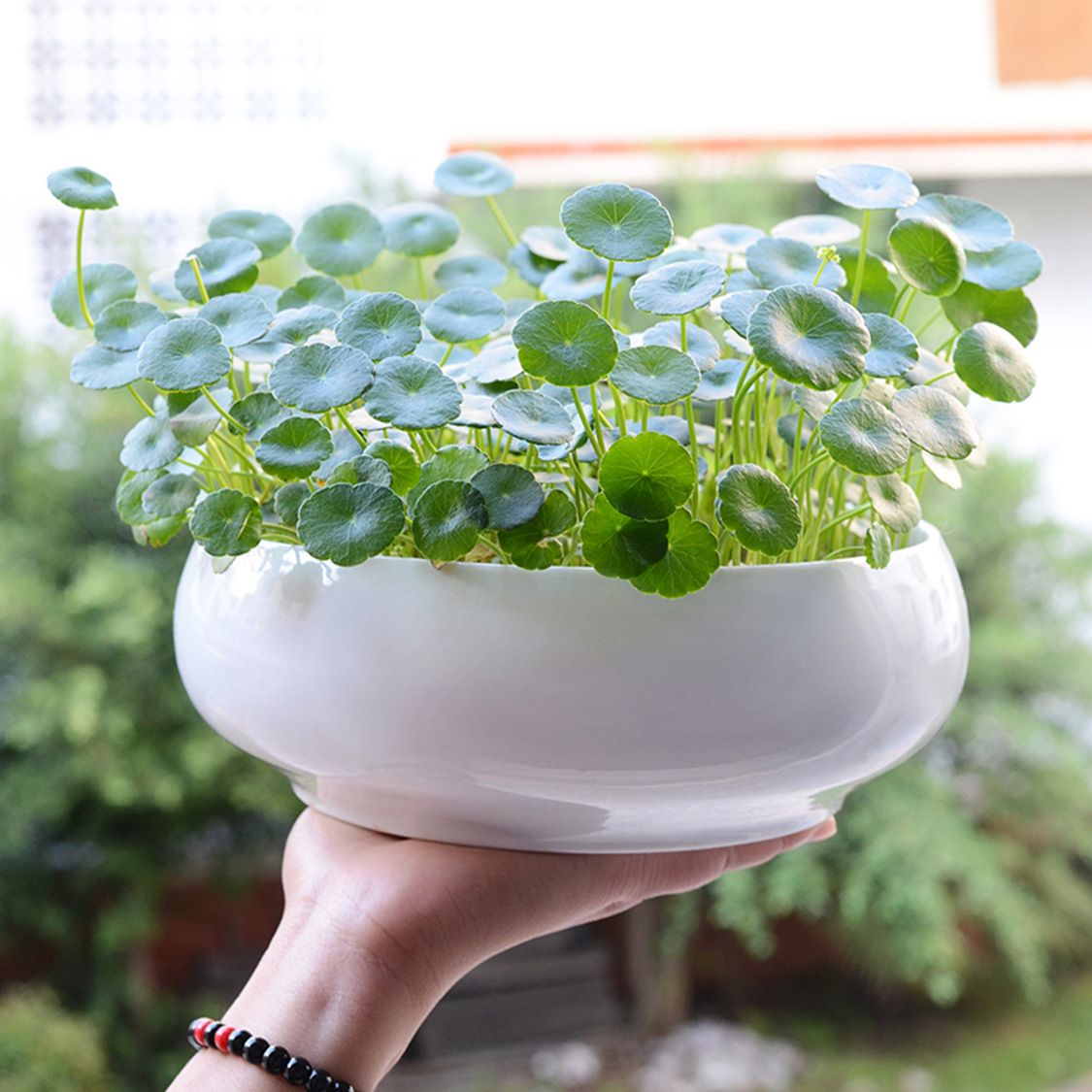 铜钱草水培花盆简约器皿金钱草陶瓷水仙花水养一叶莲碗莲桌面凌之