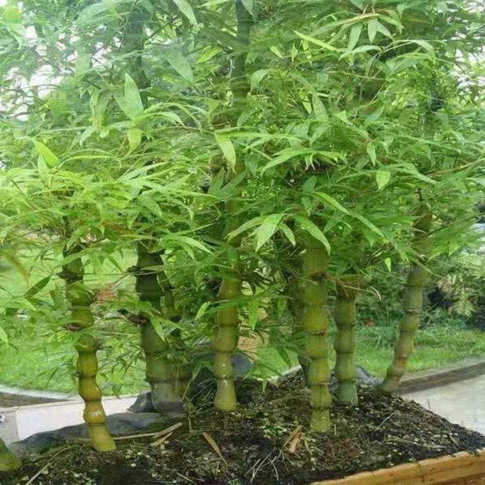 佛肚竹盆栽罗汉竹龙竹小型矮化盆景室内米竹观赏竹子竹苗超矮