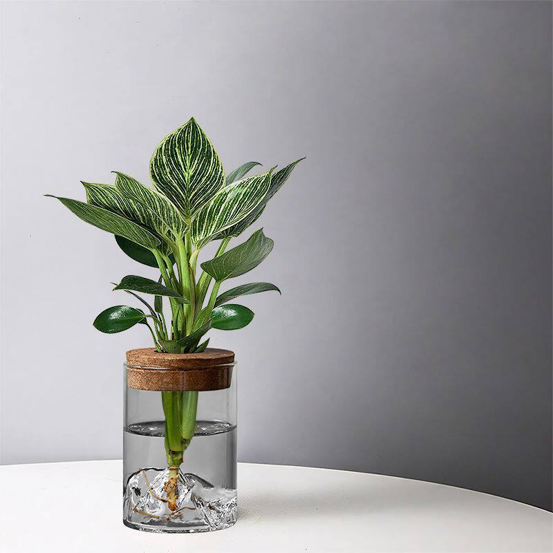 文竹水培植物盆栽办公室桌面绿植玻璃瓶摆件室内绿萝花卉懒人好养