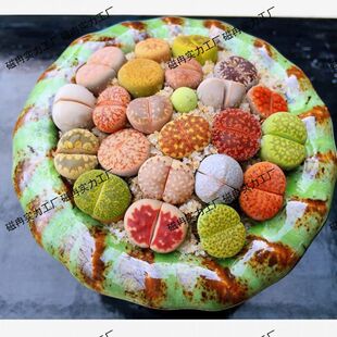 多肉植物生石花新手糖果可爱袖珍石头肉锥母本彩色混合其他