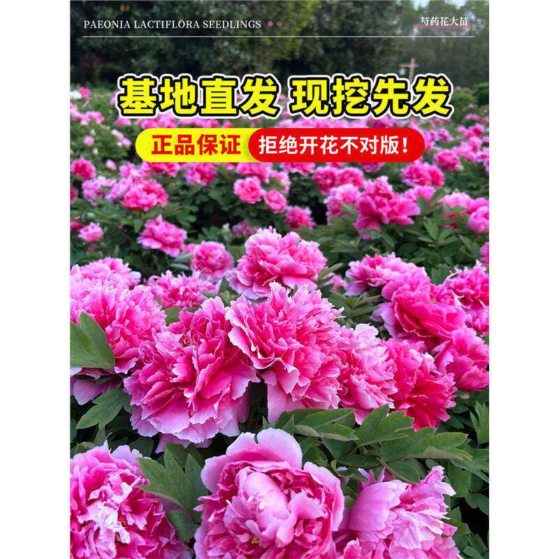 洛阳牡丹花树苗盆栽带花苞花芽国花真品重瓣大苗室内四季开花