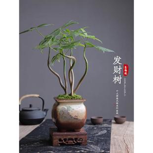 五福发财树盆栽植物室内客厅禅意招财盆景办公室桌面好养四季 绿植