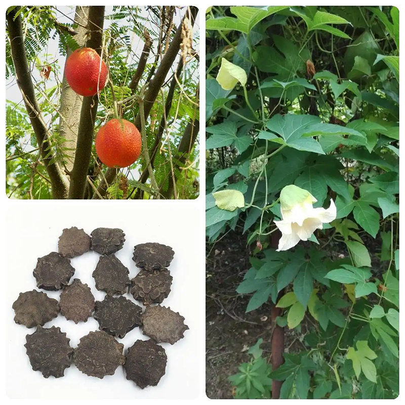 木鳖种子 木鳖子苗种籽 木鳖果狗屎瓜臭屎瓜木别子木憋子种苗