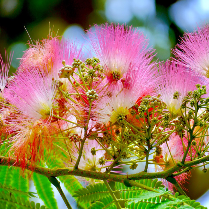 红花合欢花种子合欢树夜合欢花种籽家庭院花卉绿植多年开花籽种植