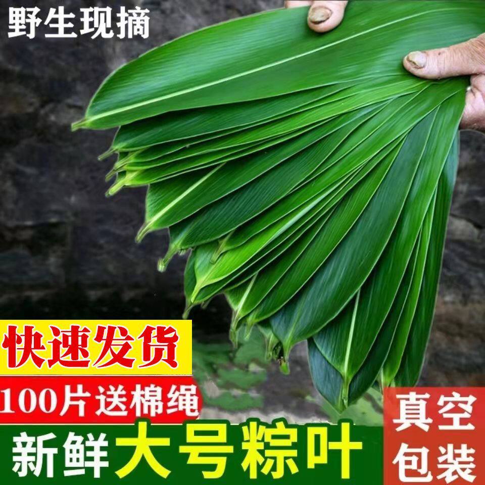 粽子叶粽叶新鲜大粽箬叶真空包装