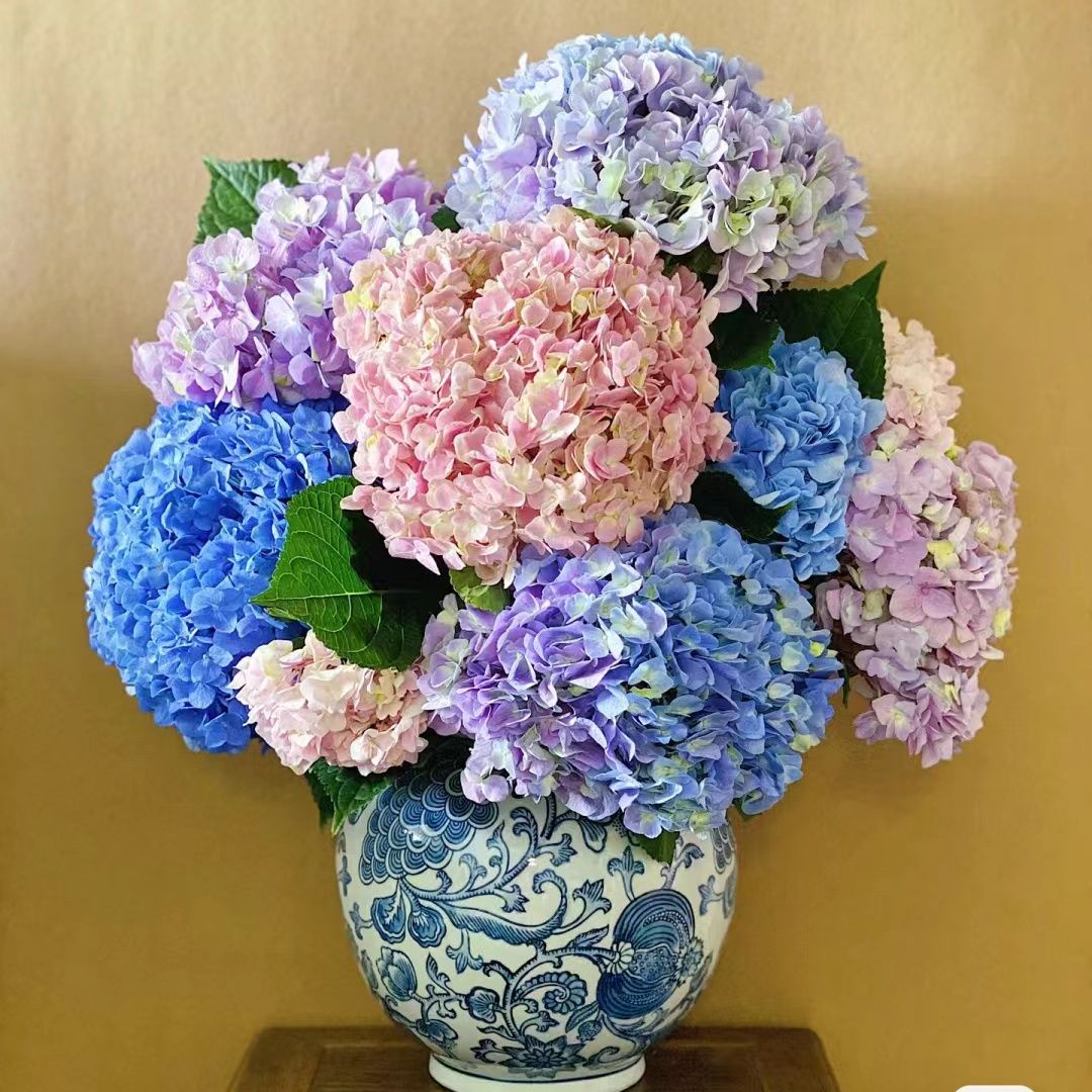 绣球花鲜花真花水培云南