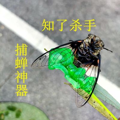 粘知了小绿手猴捕捉器抓