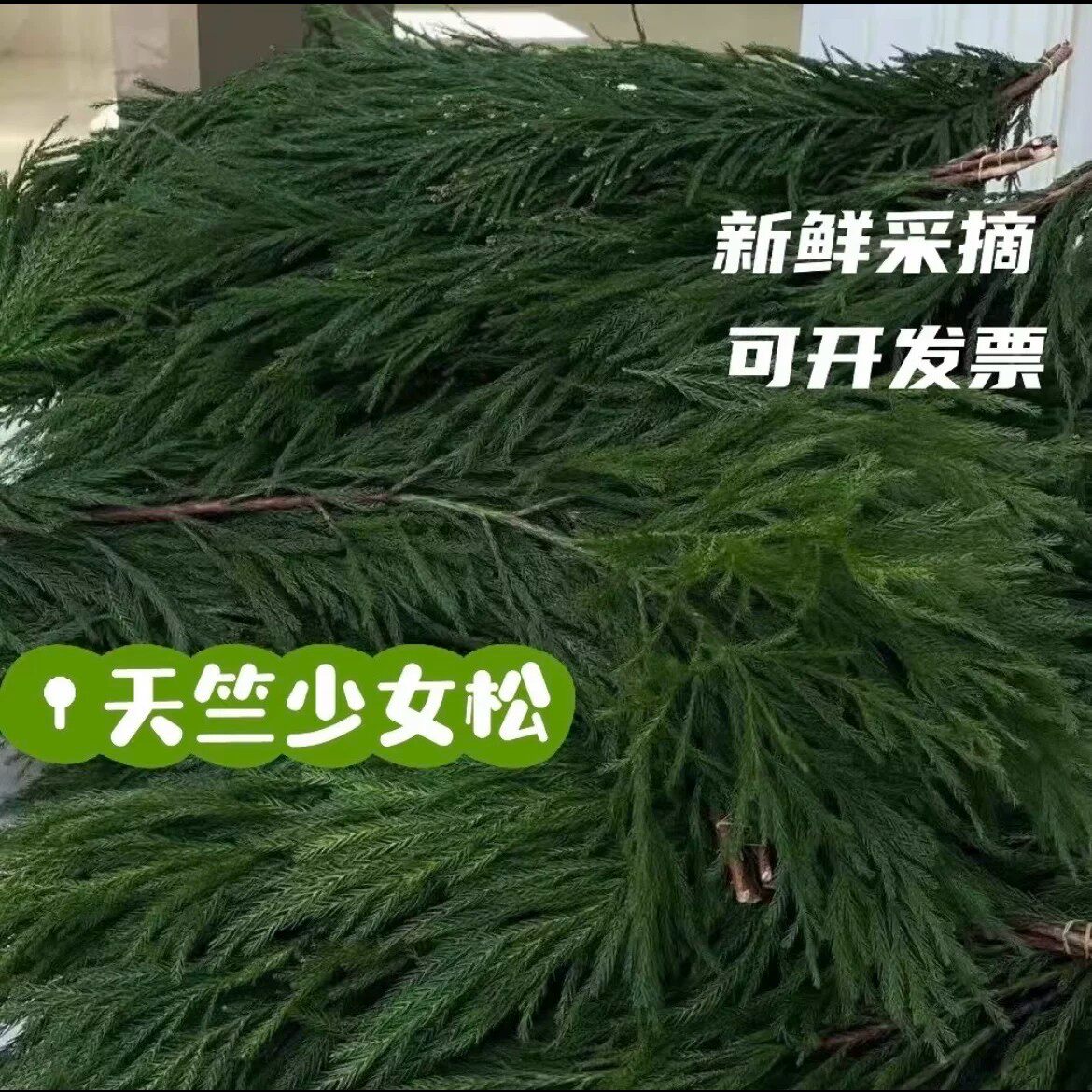 圣诞新鲜龙柏松枝10斤装云南直发